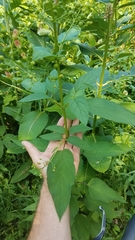 Scrophularia marilandica
