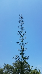 Scrophularia marilandica
