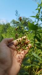 Scrophularia marilandica