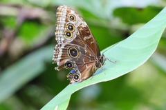 Morpho helenor narcissus