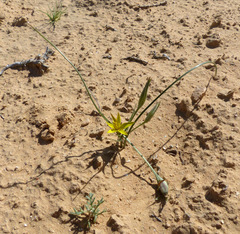Gagea reticulata
