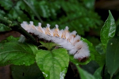 Neopreptos marathusa