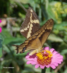 Heraclides aristodemus