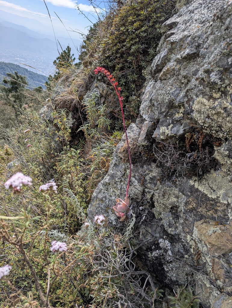 Echeveria juarezensis, San Pablo Etla, Oax., Mexico