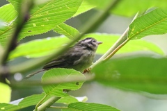 Basileuterus melanotis