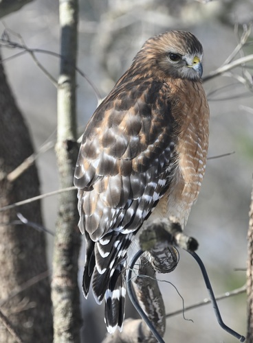 Red-shouldered Hawk photographed in Maryland