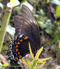 Heraclides androgeus