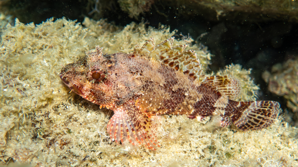 Photo of Madeira scorpionfish (Scorpaena maderensis)