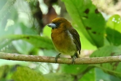 Semnornis frantzii