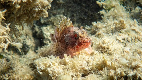 Photo of Madeira scorpionfish (Scorpaena maderensis)