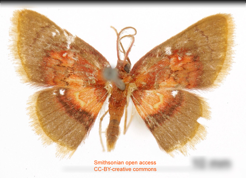 Tricentra ignefumosa