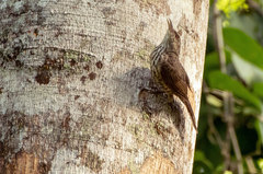 Campylorhynchus turdinus