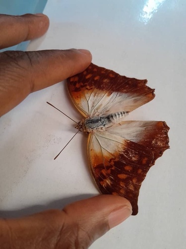 White Pearl Emperor