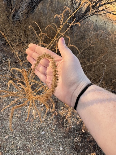 Foto de Caruru-de-mancha