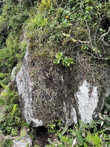 Foto de Suculenta Rabo de Porco