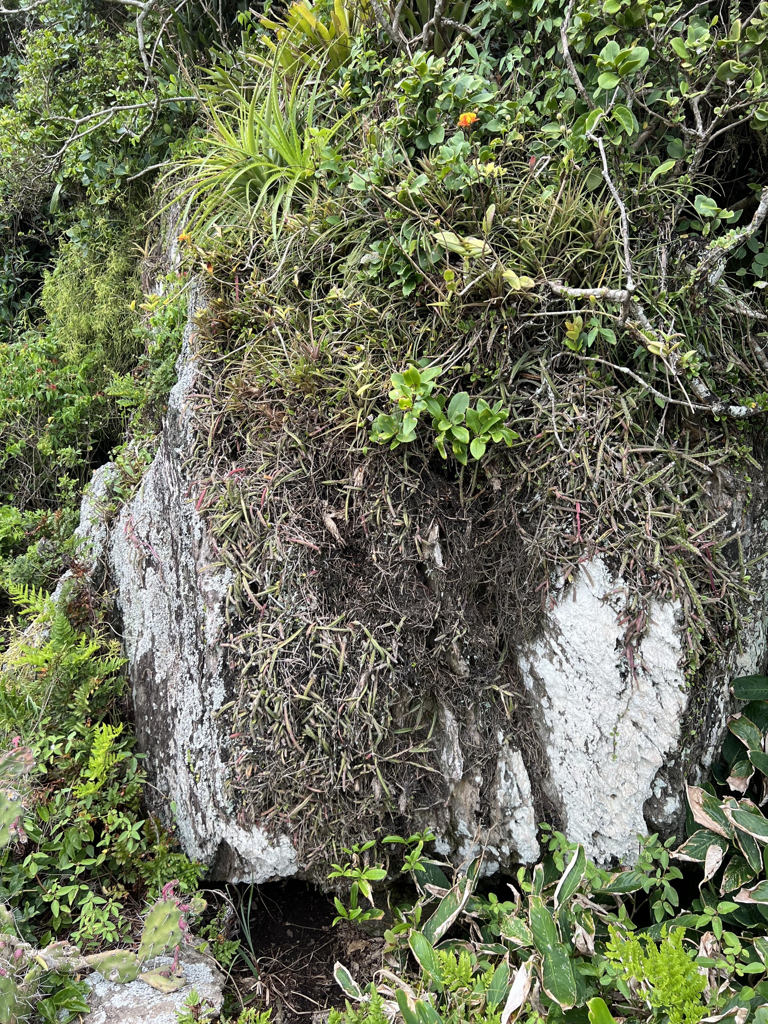 Imagem de Suculenta Rabo de Porco