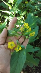 Lysimachia ciliata