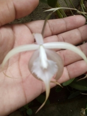 Brassavola appendiculata