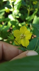 Lysimachia ciliata