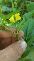 Lysimachia ciliata
