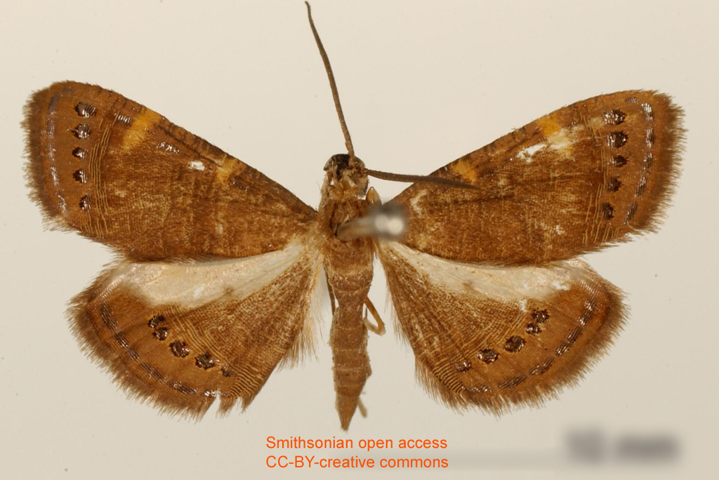 Aplogompha saumayaria