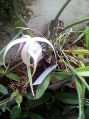 Brassavola appendiculata