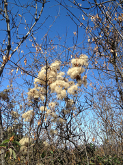 Clematis pauciflora