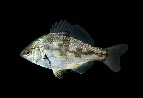 Dwarf surfperch (Micrometrus minimus) — Embiotocidae — 5