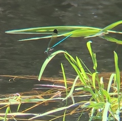 Calopteryx dimidiata