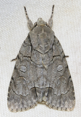 Acronicta radcliffei