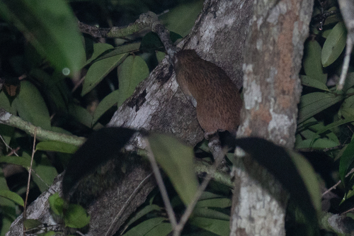 Long-tailed Armored Tree-rat