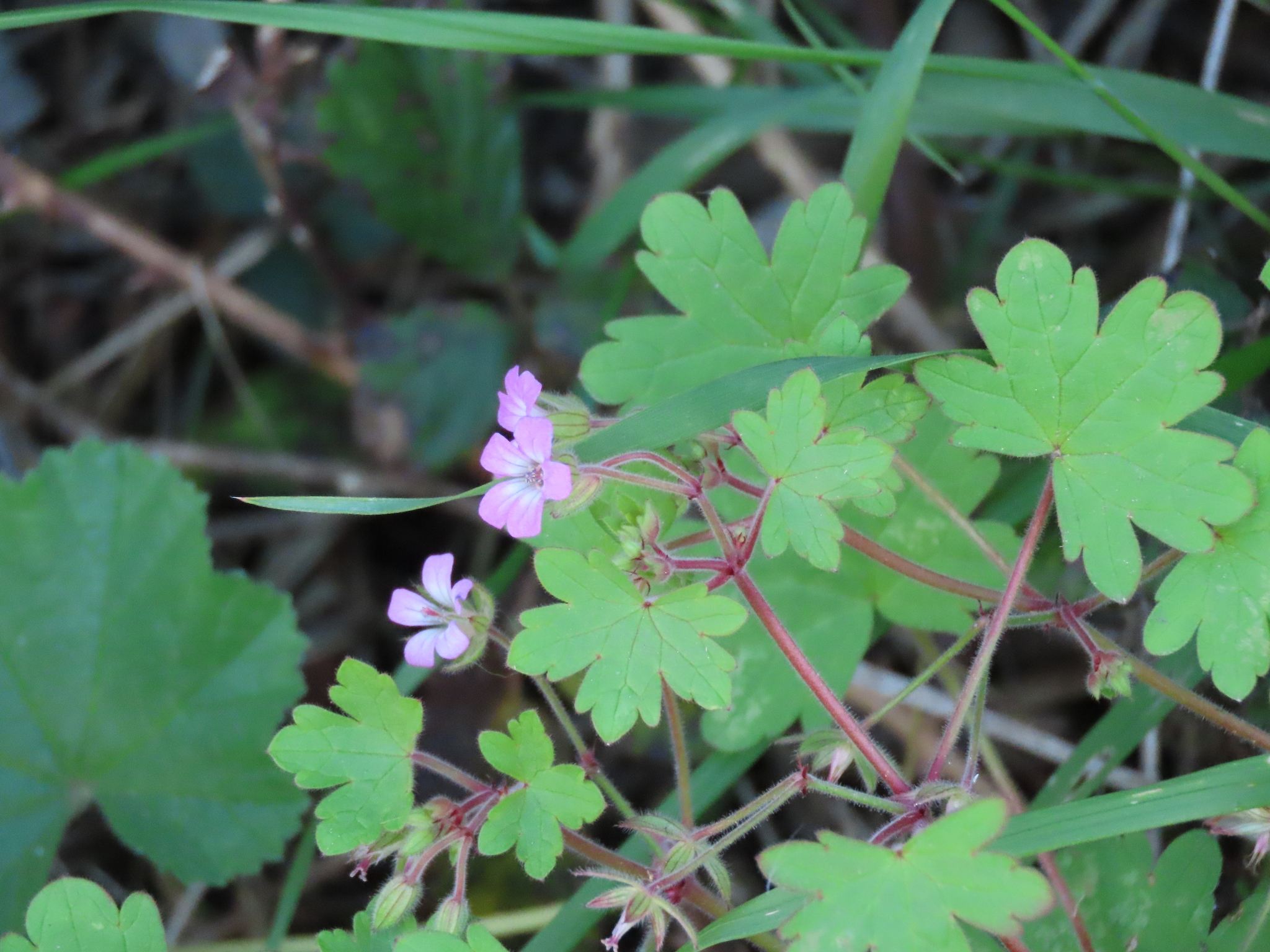 Imagem de Malva-de-cheiro
