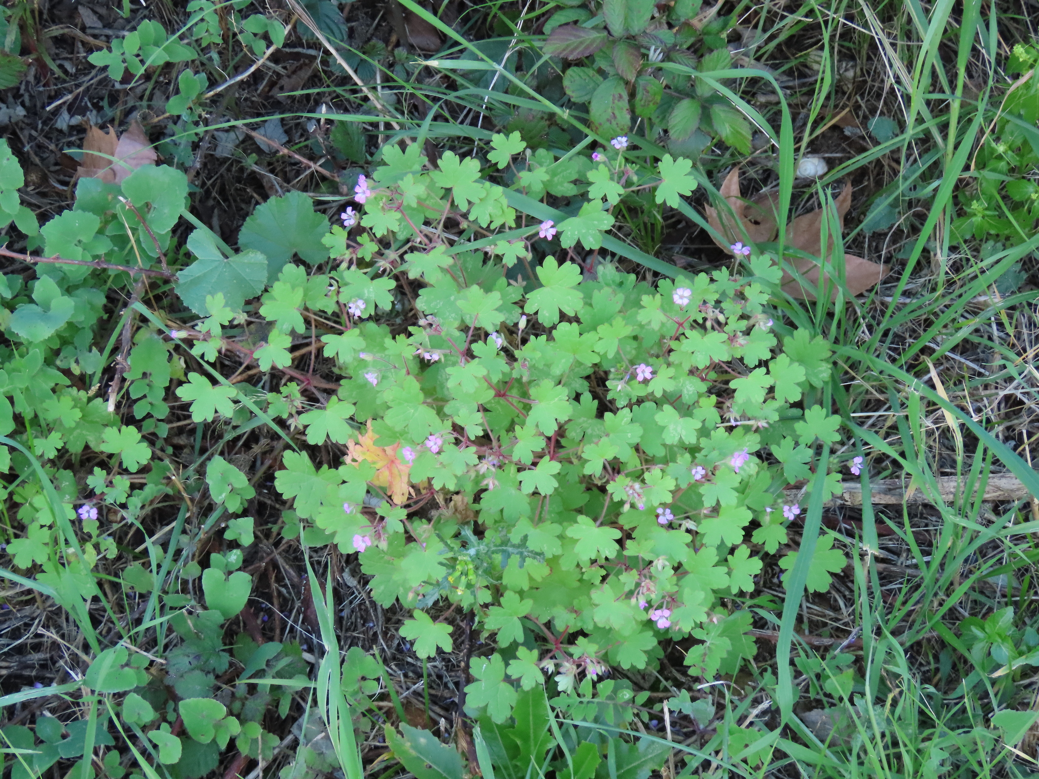 Imagem de Malva-de-cheiro