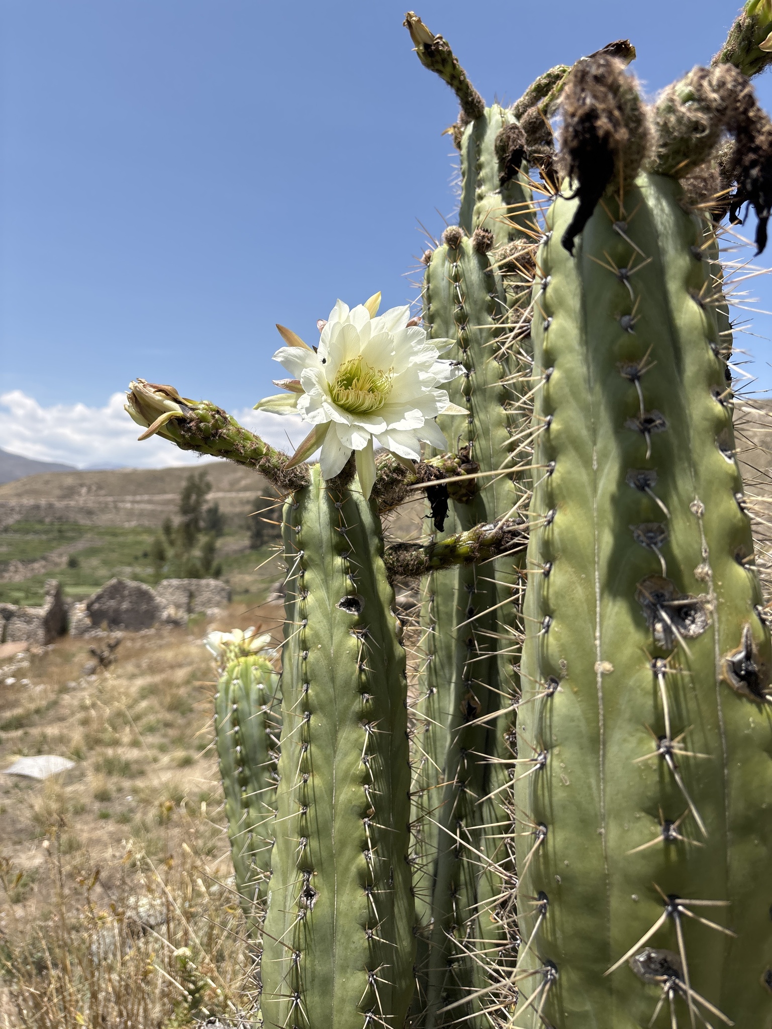 Imagem de Cacto San Pedro