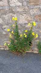 Oenothera oehlkersi