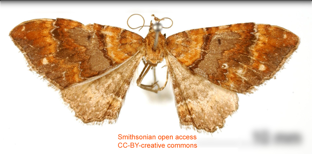 Orthonama suffocata