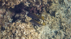 Brown Meagre