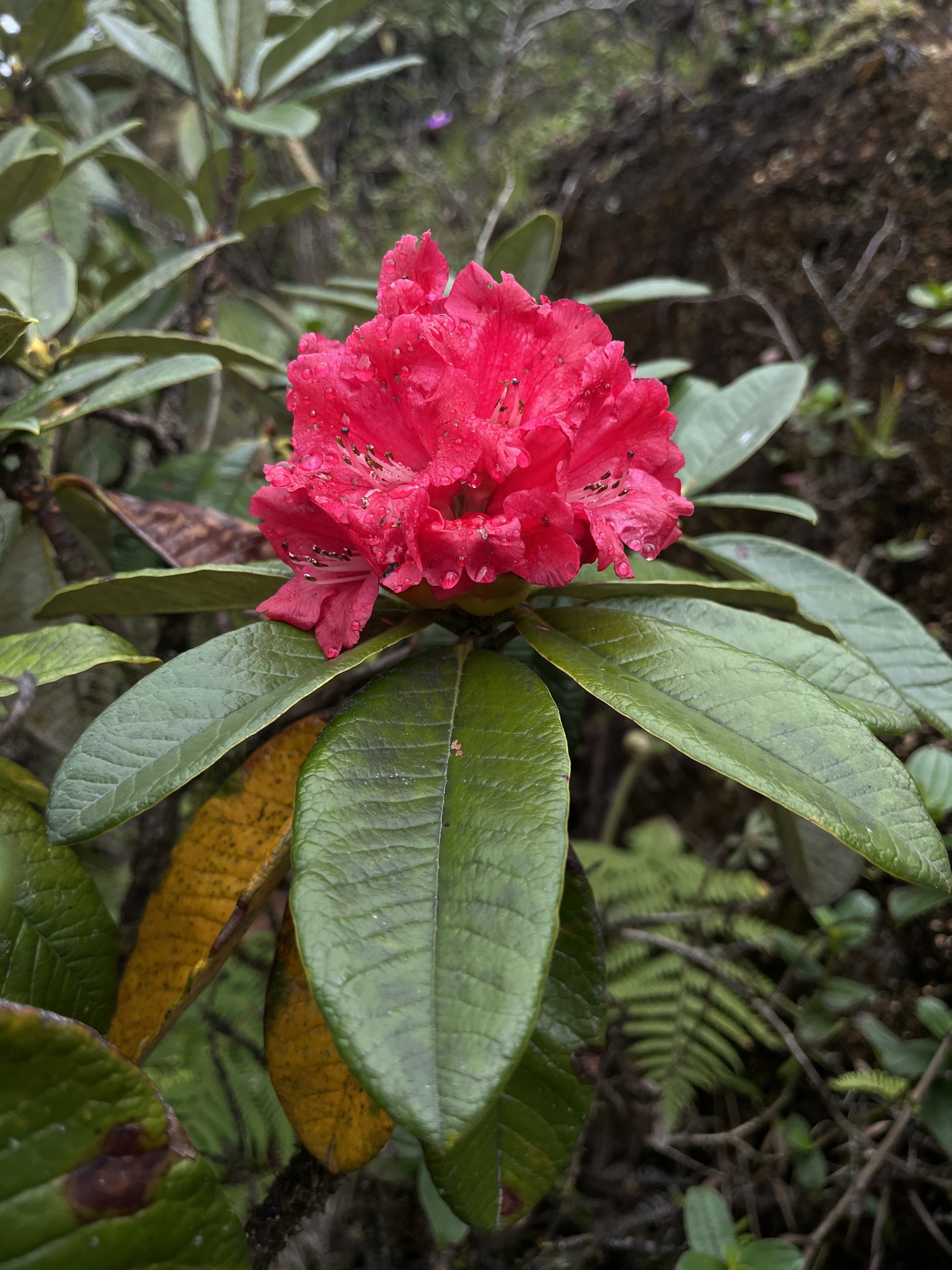 Tree Rhododendron (Rhododendron arboreum)  iNaturalist