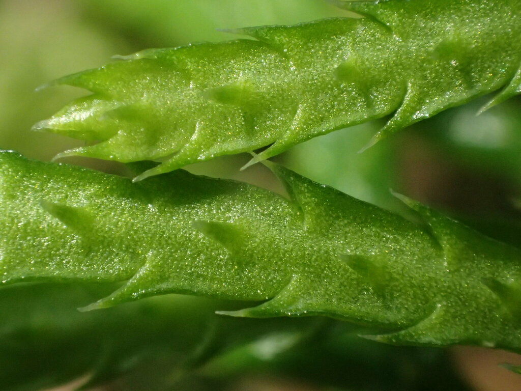 northern ground-cedar