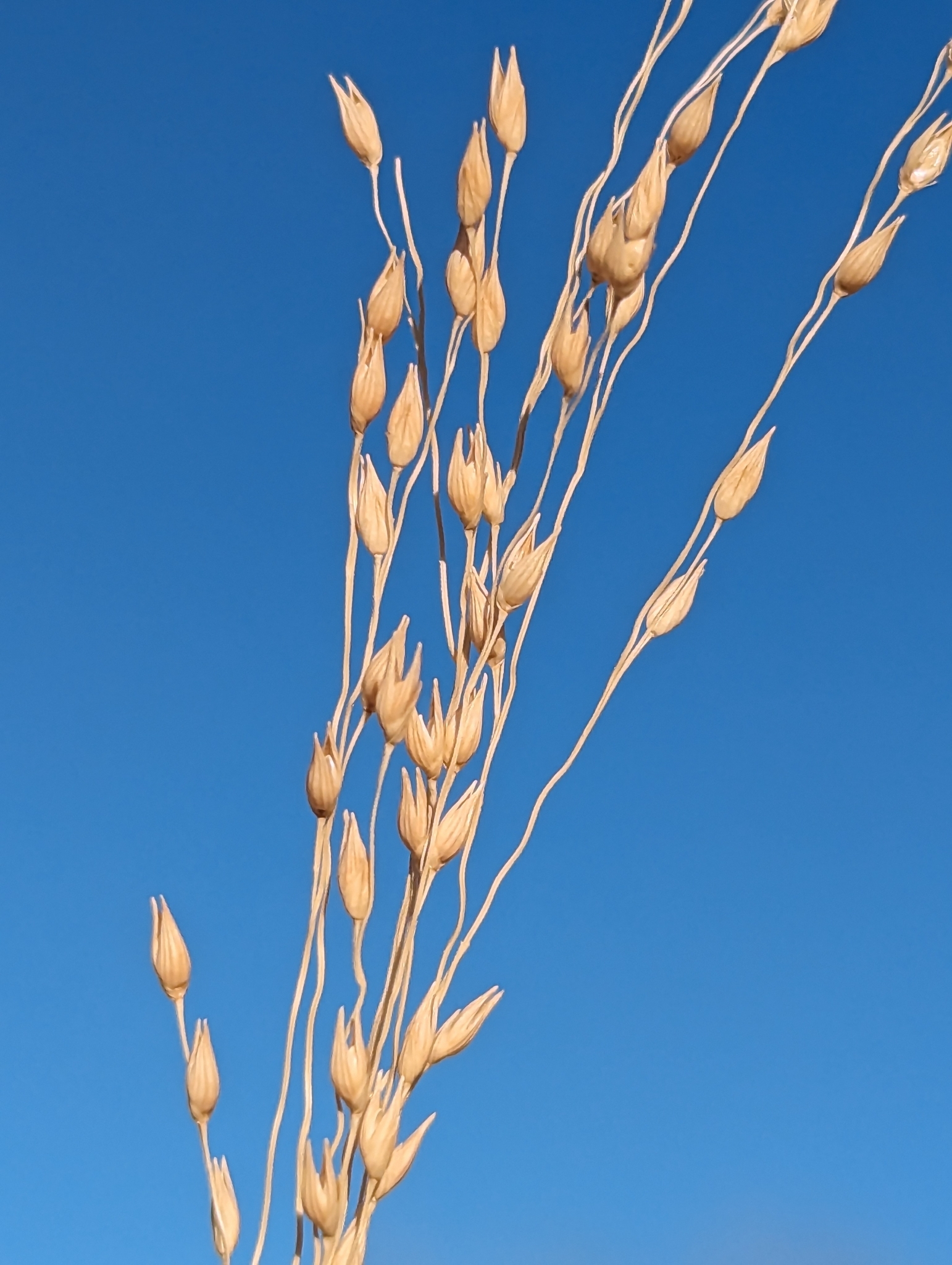 Panicum alatum var. alatum