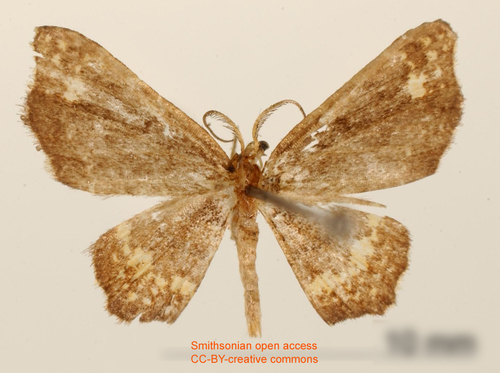 Eois punctata