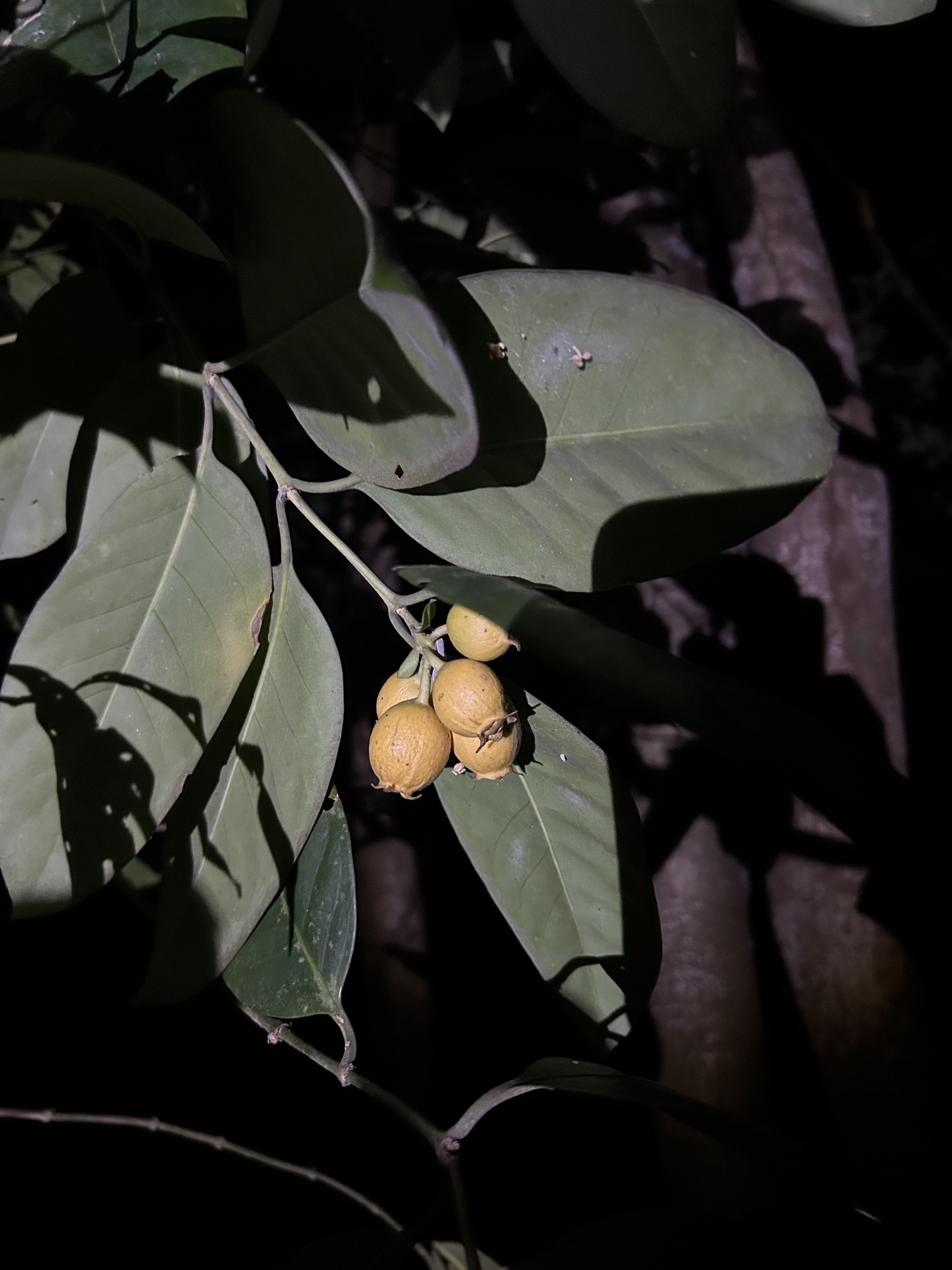 Posoqueria longiflora