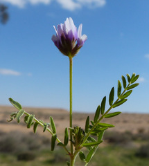 Astragalus hispidulus
