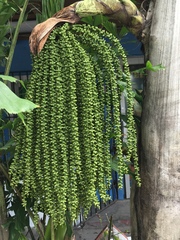 Caryota urens
