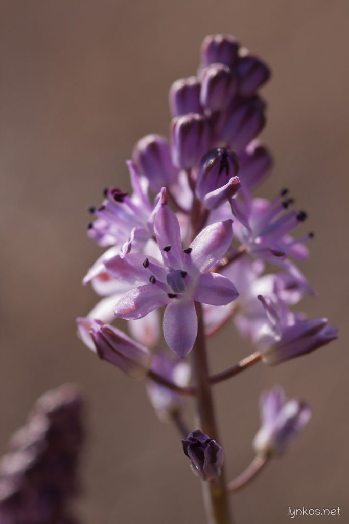 Autumn Squill