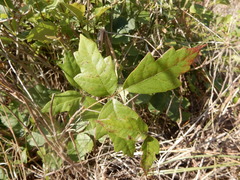 Toxicodendron radicans verrucosum