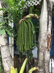 Caryota urens