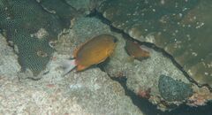 Pemba Chromis photo 3
