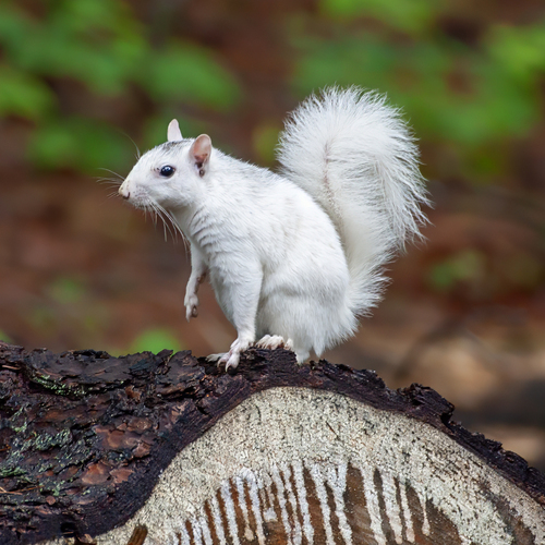 Eastern Gray Squirrel photographed in North Carolina