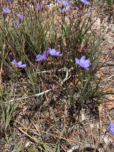 Aristea africana, photograph 1